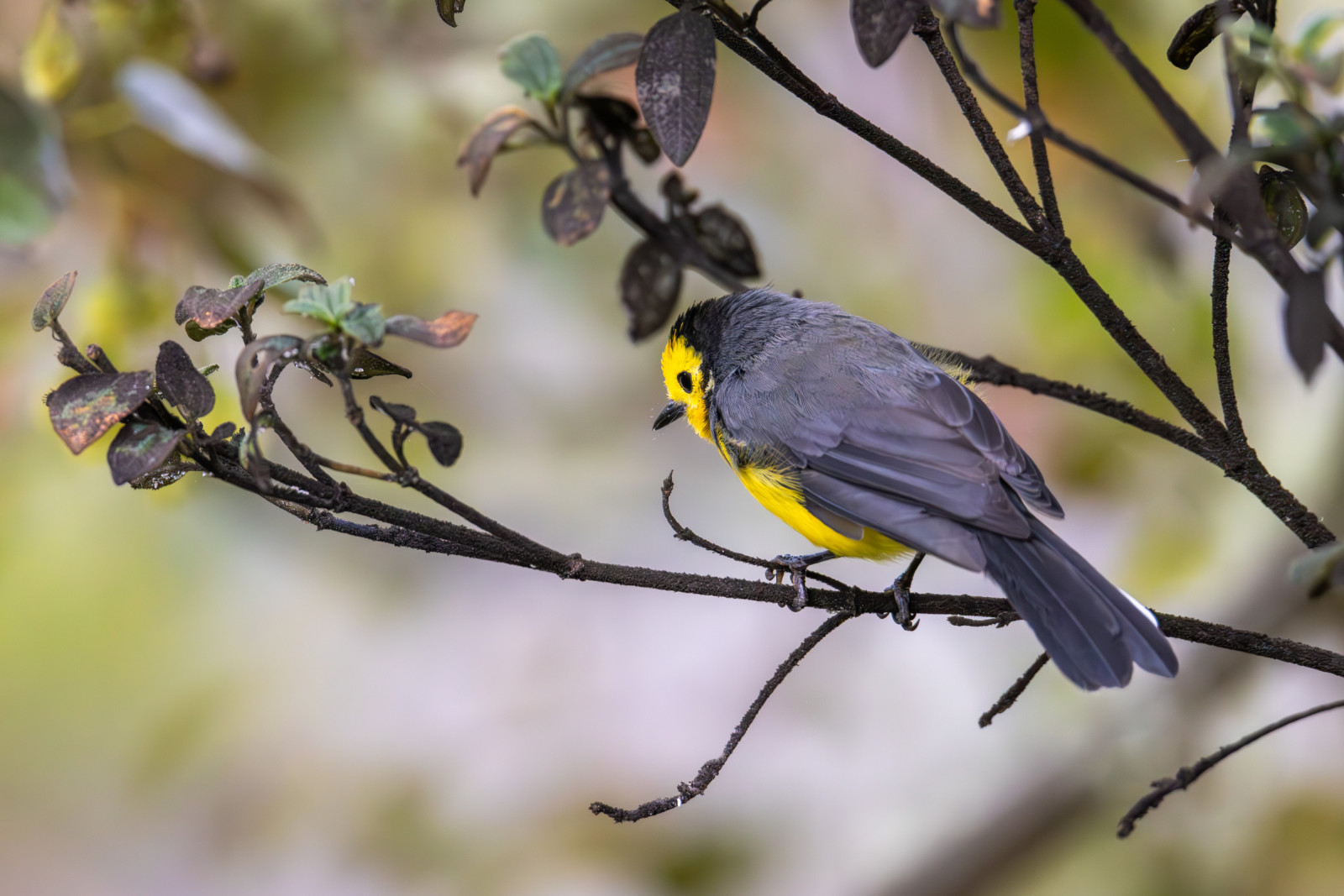 image Golden-fronted Redstart